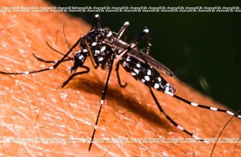 මදුරුවා ඇති කලොත් බලාගෙනයි.